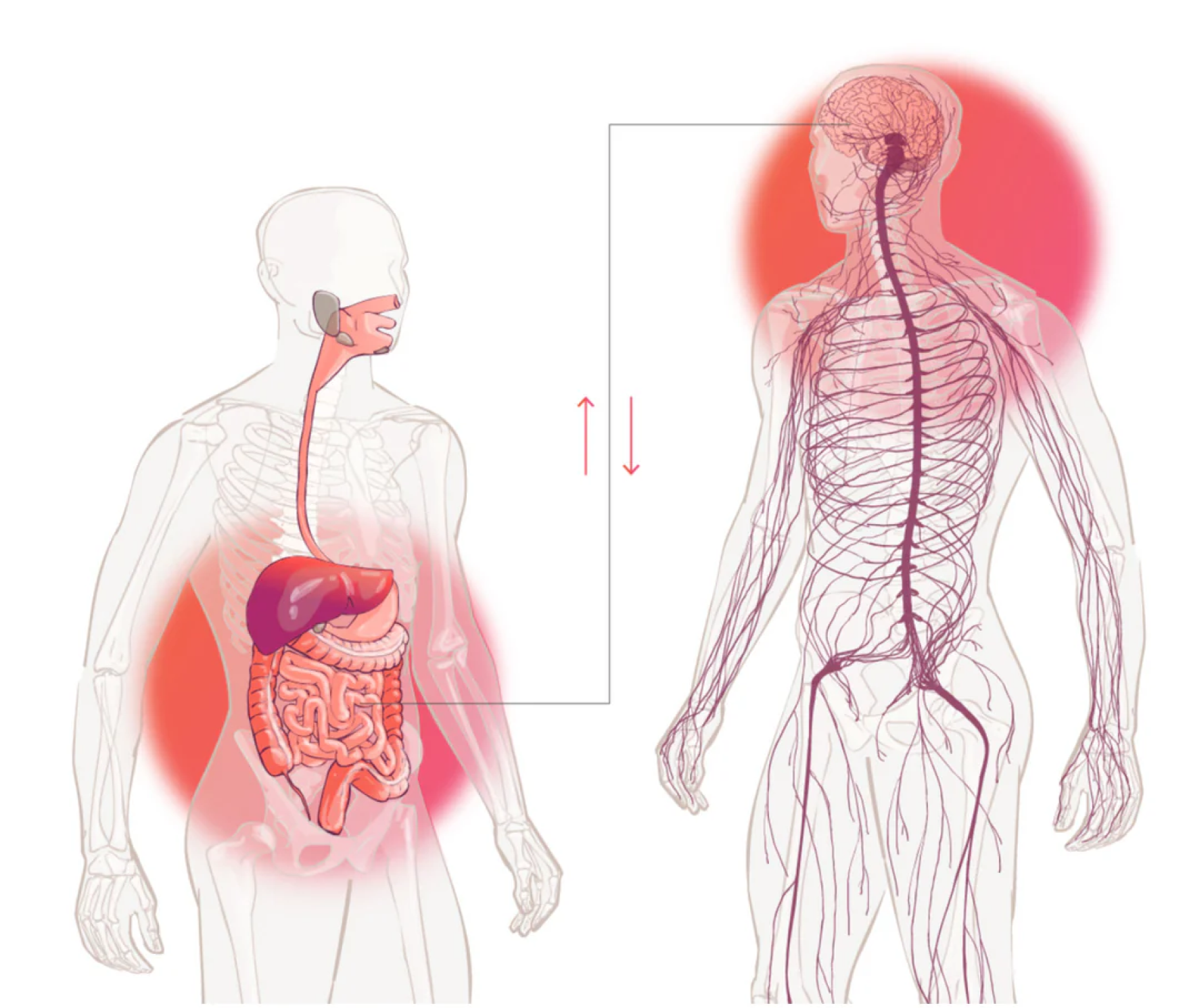 Infographic titled 'The Science Behind Targeting the Brain via The Gut' showing a human anatomical diagram of the gut-brain axis and the vagus nerve pathway connecting the digestive system to the brain.